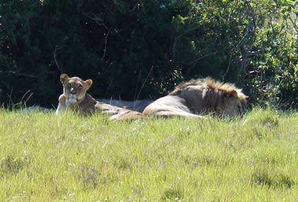 pride-lions